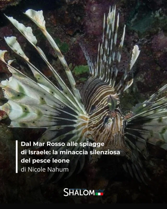 Il pesce leone non è più un ospite occasionale, ma una presenza stabile nei mari di Israele. Nello scorso weekend, un surfista di 41 anni originario di Rishon Lezion è stato punto da un pesce leone mentre cavalcava le onde di Palmachim Beach.

Leggi di più nell’articolo di Nicole Nahum su Shalom.it