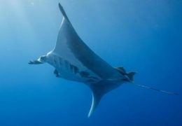 Squali manta e balene in aumento nel Golfo di Eilat