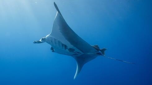 Squali manta e balene in aumento nel Golfo di Eilat