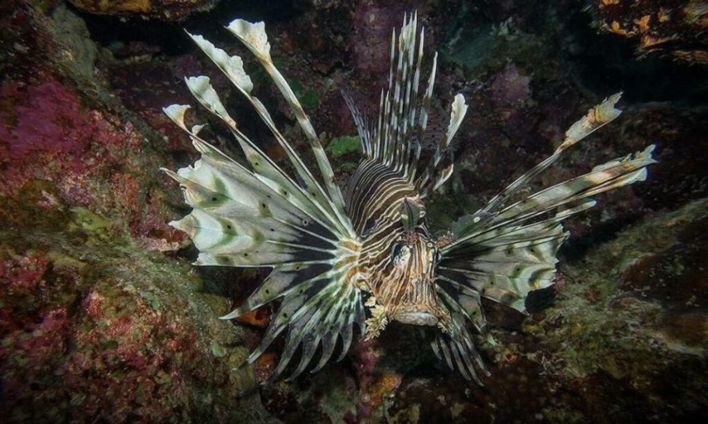 Dal Mar Rosso alle spiagge di Israele: la minaccia silenziosa del pesce leone