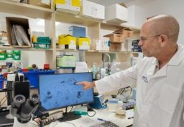 Medicina rigenerativa, a Tel Aviv coltivato in laboratorio il primo rene umano artificiale