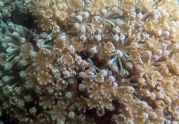 Ricerca israeliana: il mistero della ‘danza’ dei coralli