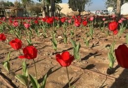 Fioriscono i tulipani lungo il confine con Gaza