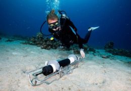 Ricerca israeliana: come le barriere coralline regolano l’ecosistema microbico