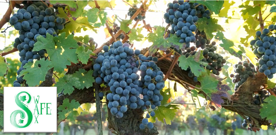 Ricerca israeliana: svolta green per proteggere le colture e ridurre l’uso dei pesticidi